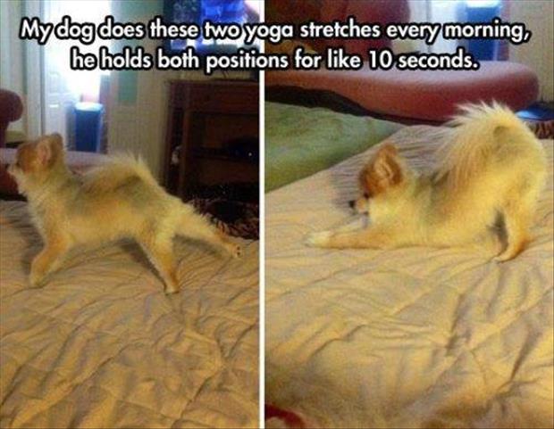 funny doggy yoga