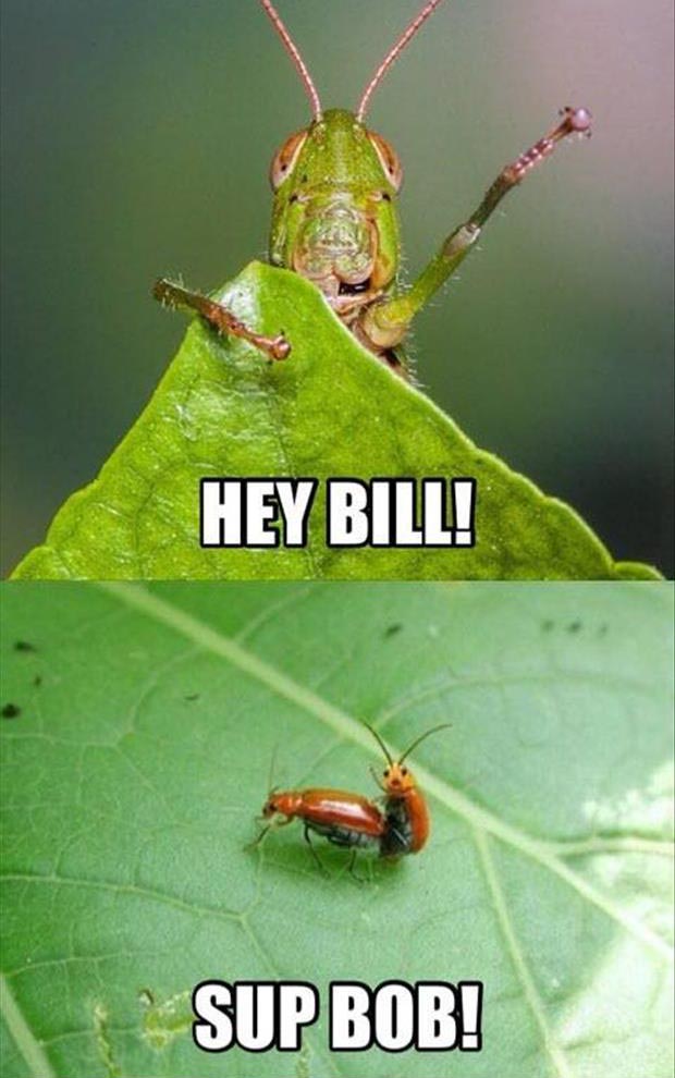 hey bill