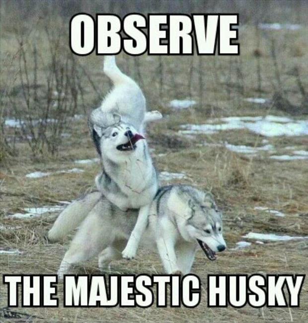 huskies