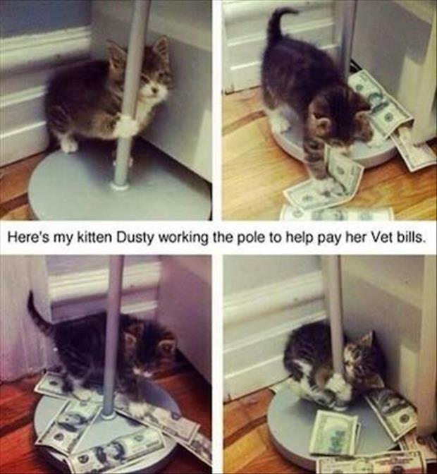 kitten working the pole