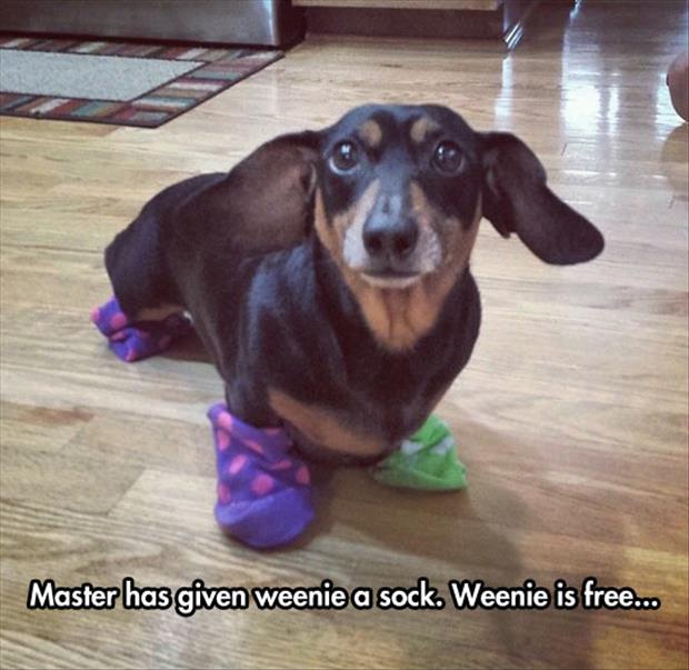 master has given me a sock