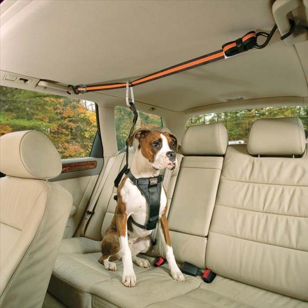 pet seat belts
