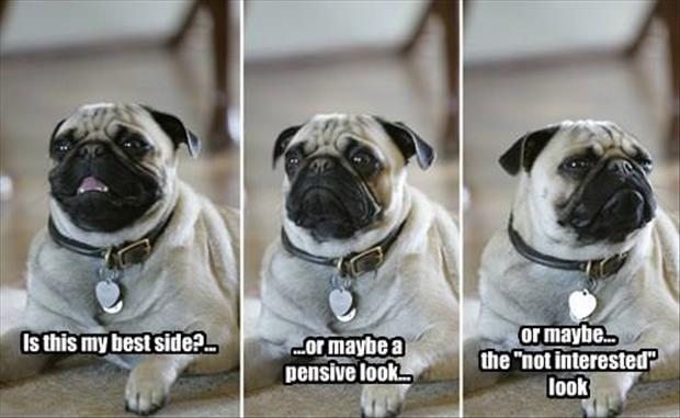 pug dog