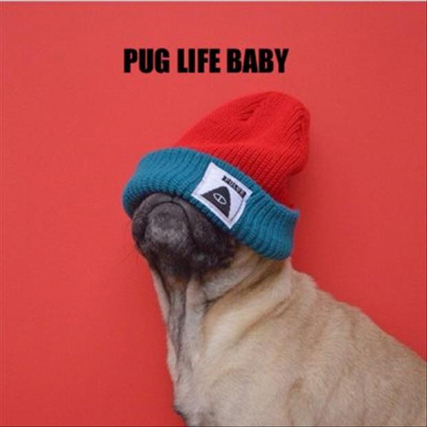 pug life