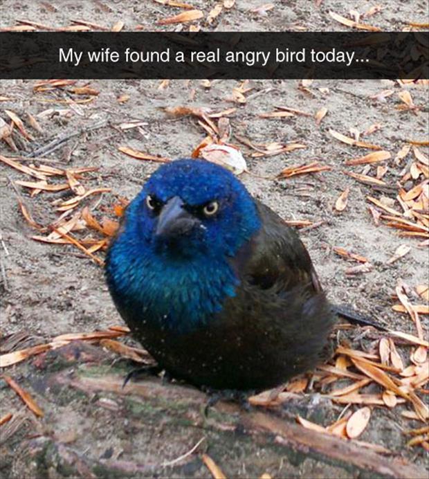 real angry bird