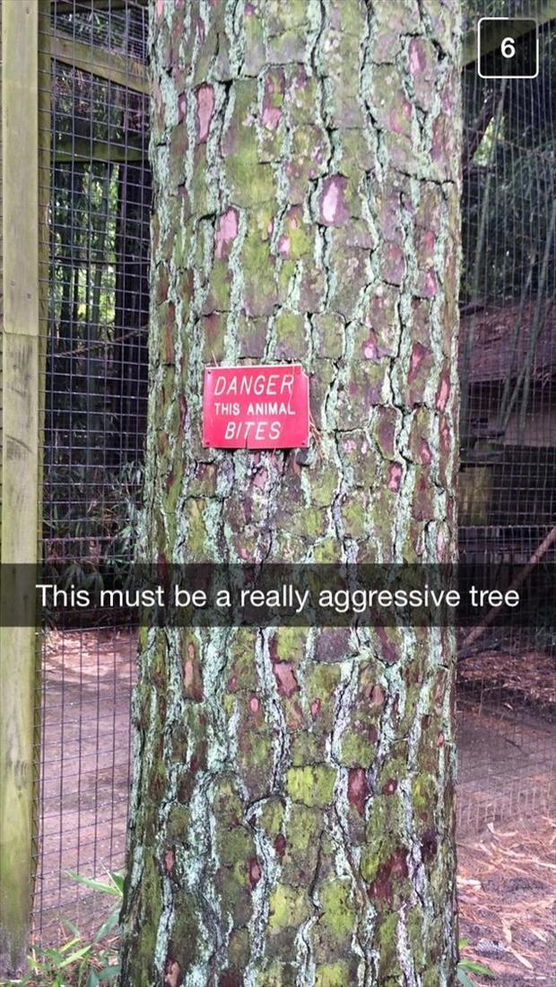 really aggressive tree