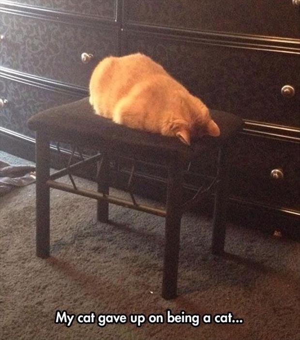 the cat gave up