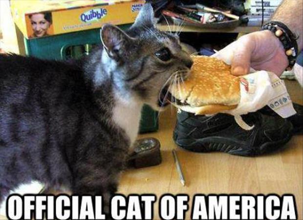 the cat has cheeseburgers