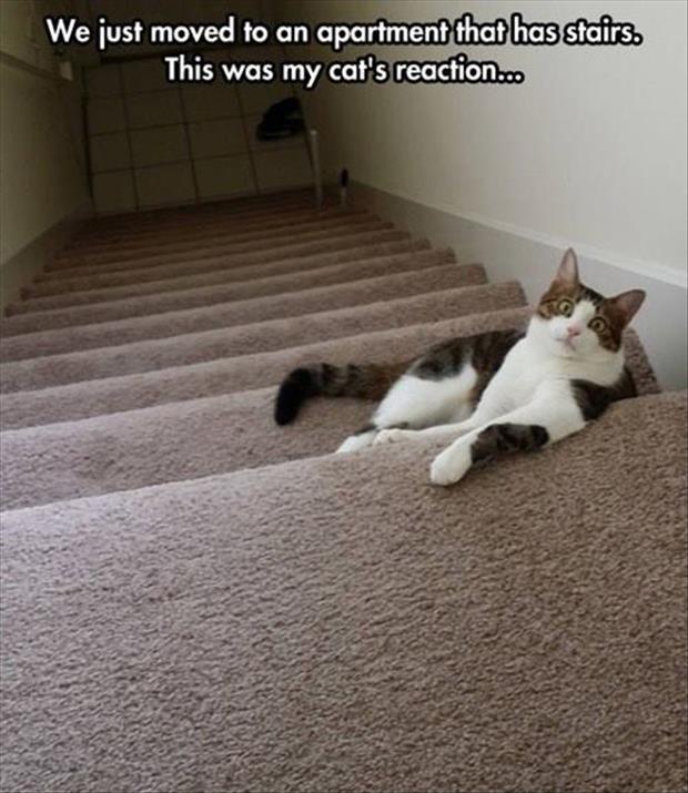 the cat loves stairs