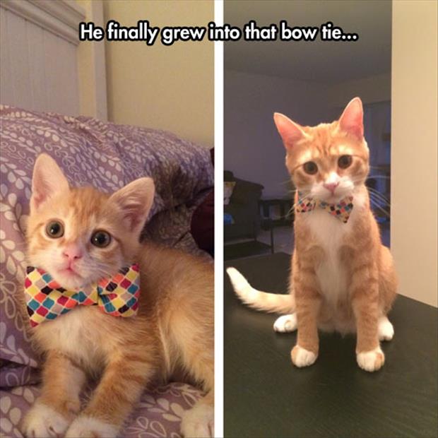 the cat with a bow tie