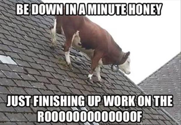 the cow on the roof