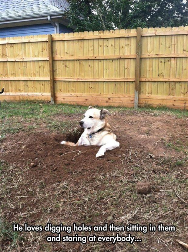 the dog digging holes