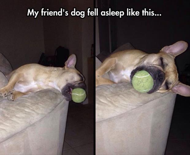 the dog fell asleep with a ball in his mouth