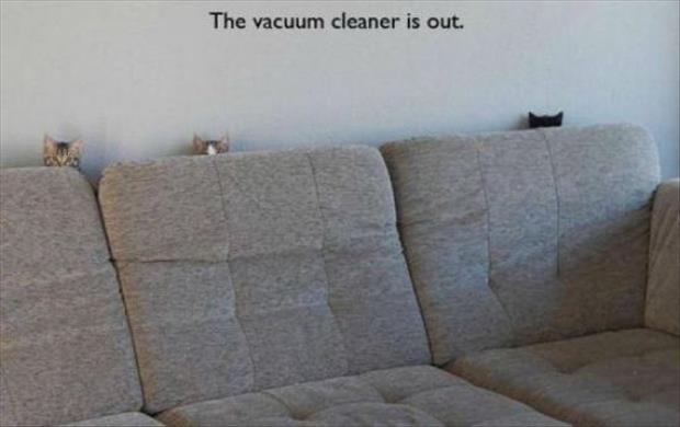 the vacuum cleaner