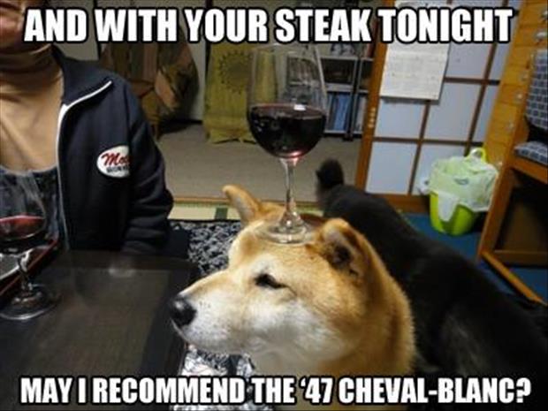 waiter dog