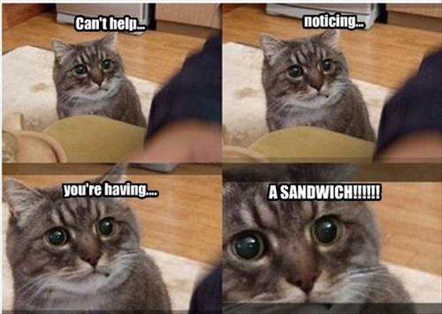 you're having a sandwich