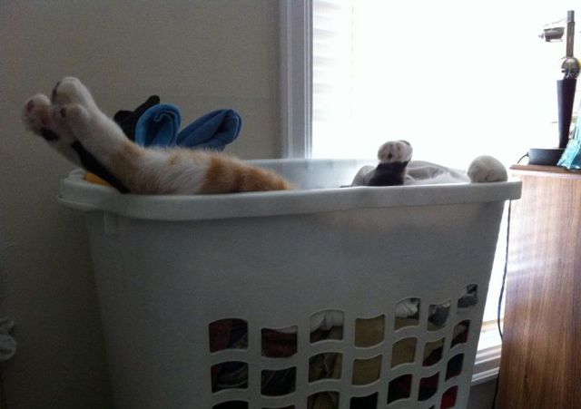 z laundry basket selfie