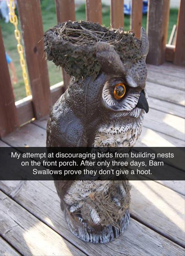 birds don't care