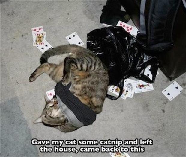 cats on catnip