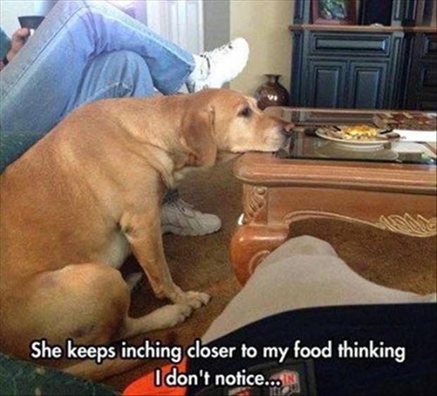 funny animal pictures (23)