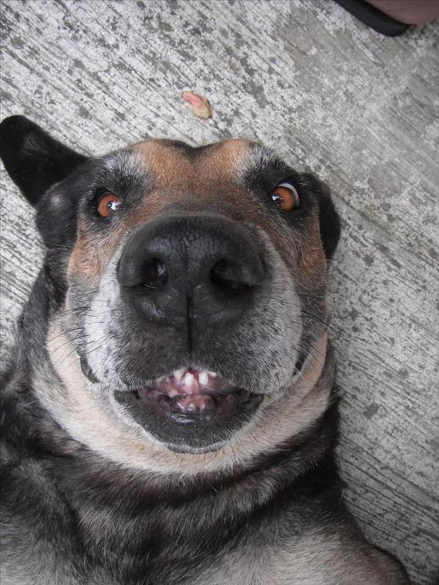 24 Animals Who Take Better Selfies Than You