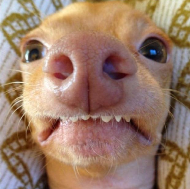 funny animal selfies (14)