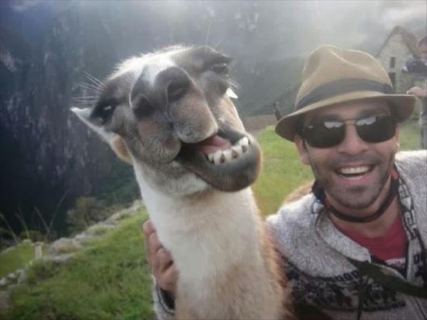 funny animal selfies (6)