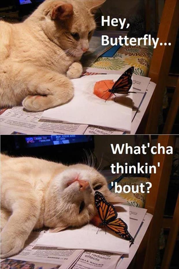 funny animals (4)