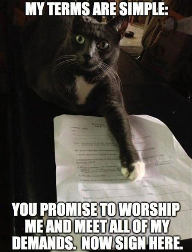 funny-cat-contract-signature-asking