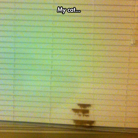 funny-cat-window-blinds-fur