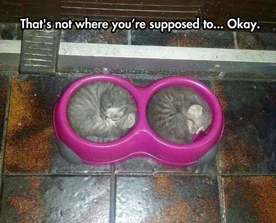 funny-kitties-sleeping-bowl