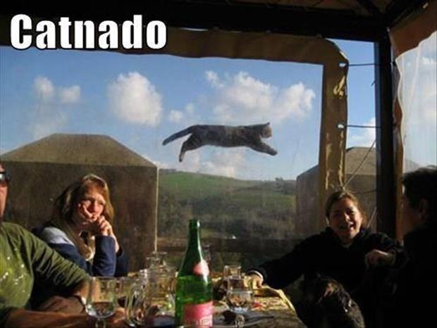 the catnado