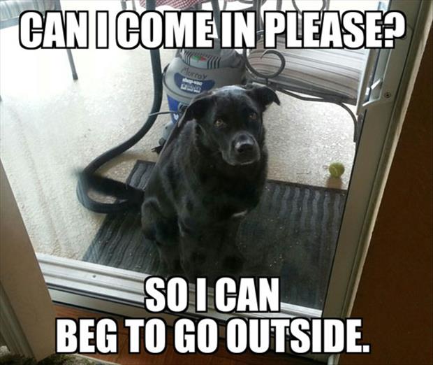 the dog wants in