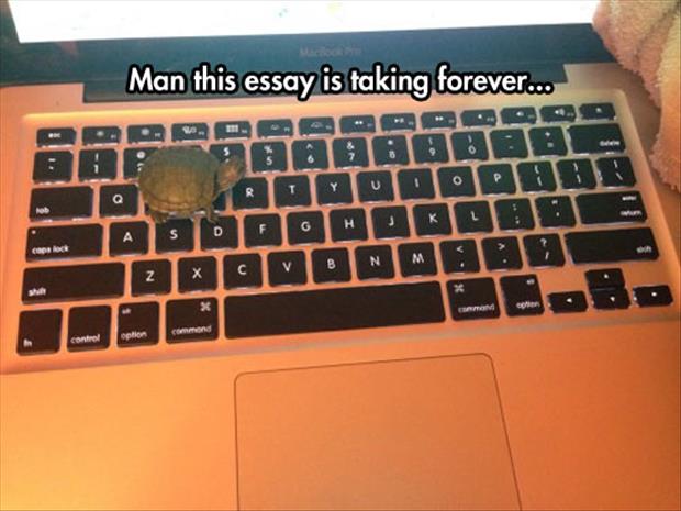 turtle typing