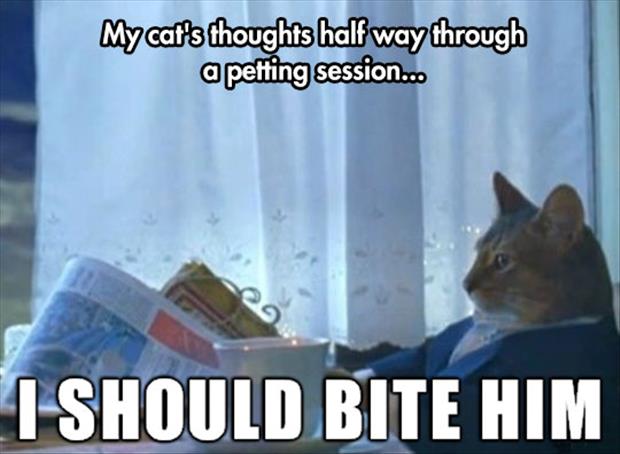 cat thoughts