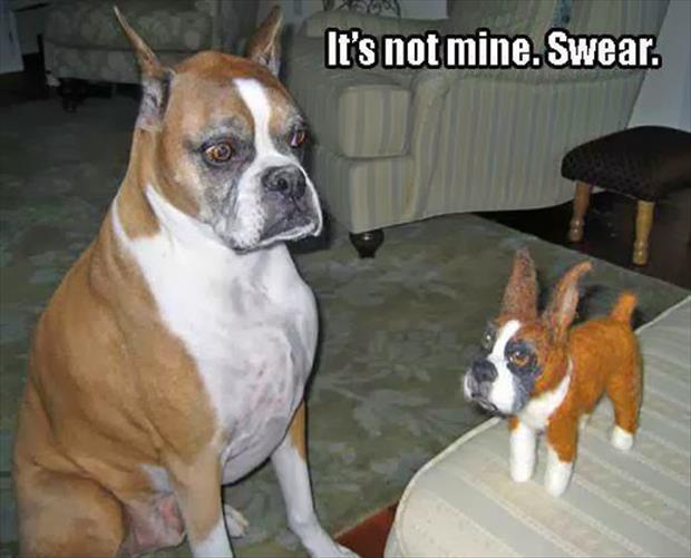 funny animals (1)