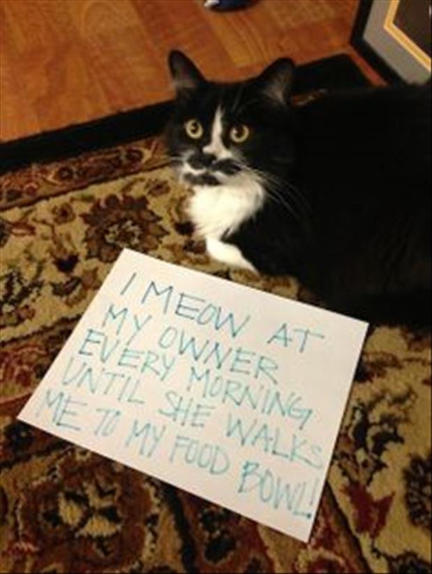 funny cat shaming (1)