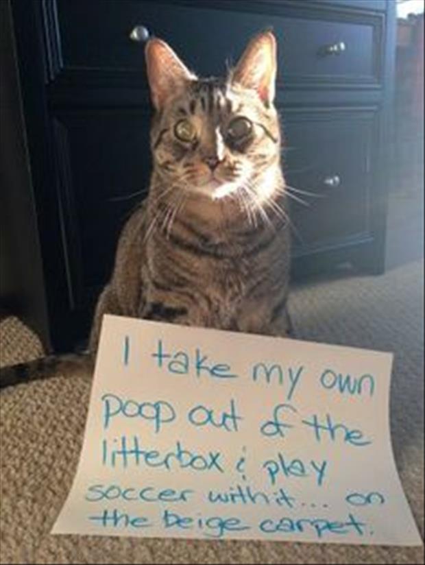 funny cat shaming (19)