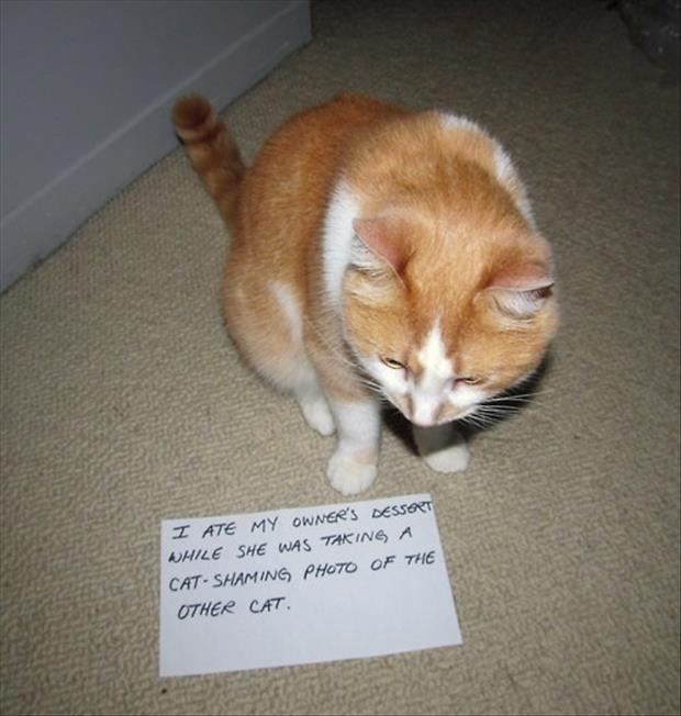 funny cat shaming (2)