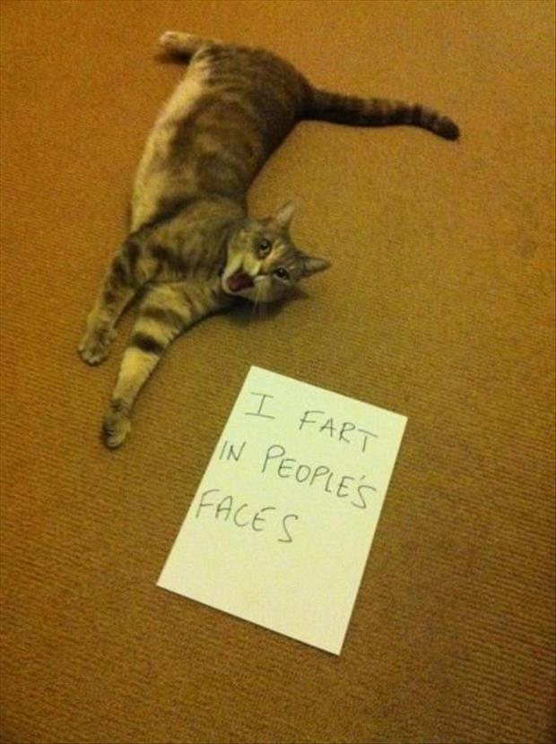 funny cat shaming (6)