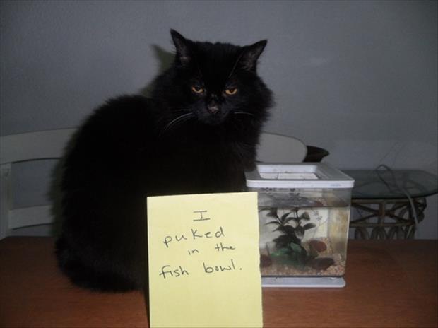 funny cat shaming (8)