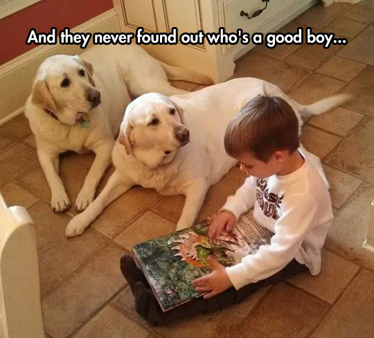 funny-kid-reading-story-dogs