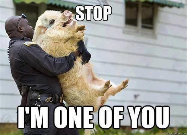 stop cop