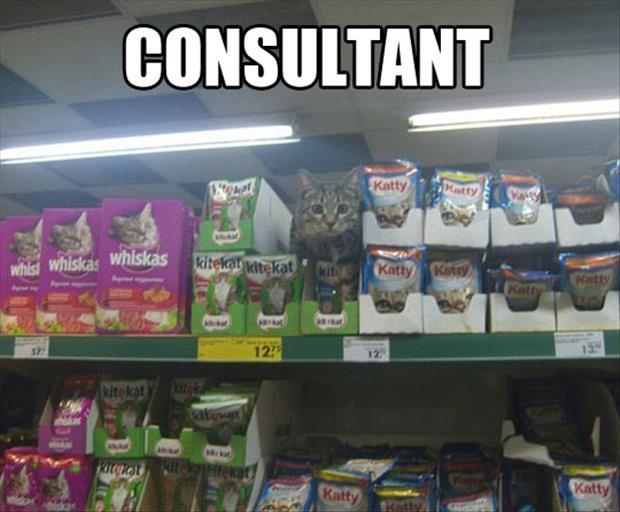 the cat consultant