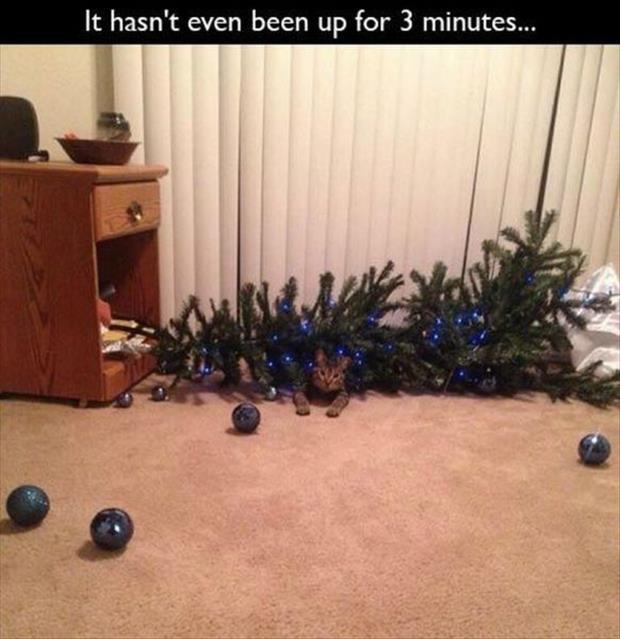 the cat knocks down the christmas tree