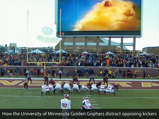 the golden gophers