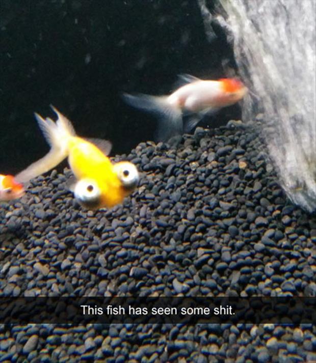 this fish