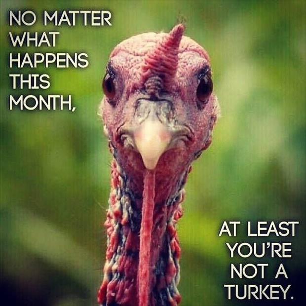 turkey jokes