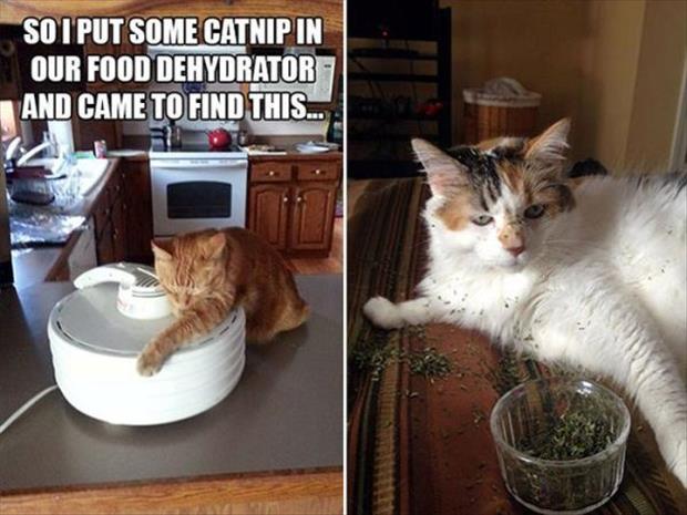 cat nip intervention (1)