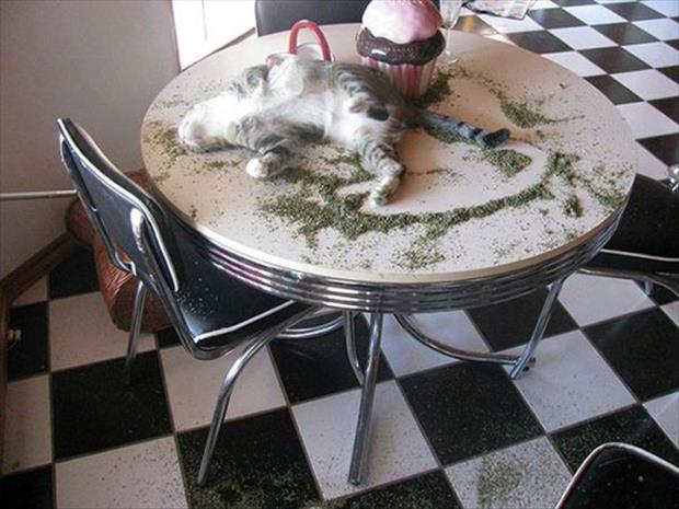 cat nip intervention (11)